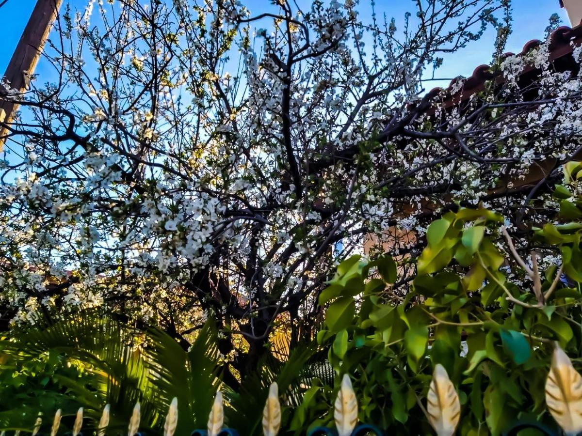 West Garden At Aigio By Greece Apartments Buitenkant foto
